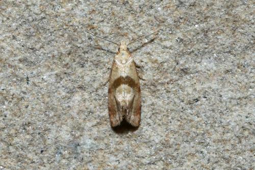 Réf. 263 699 : Cochylidia sp.